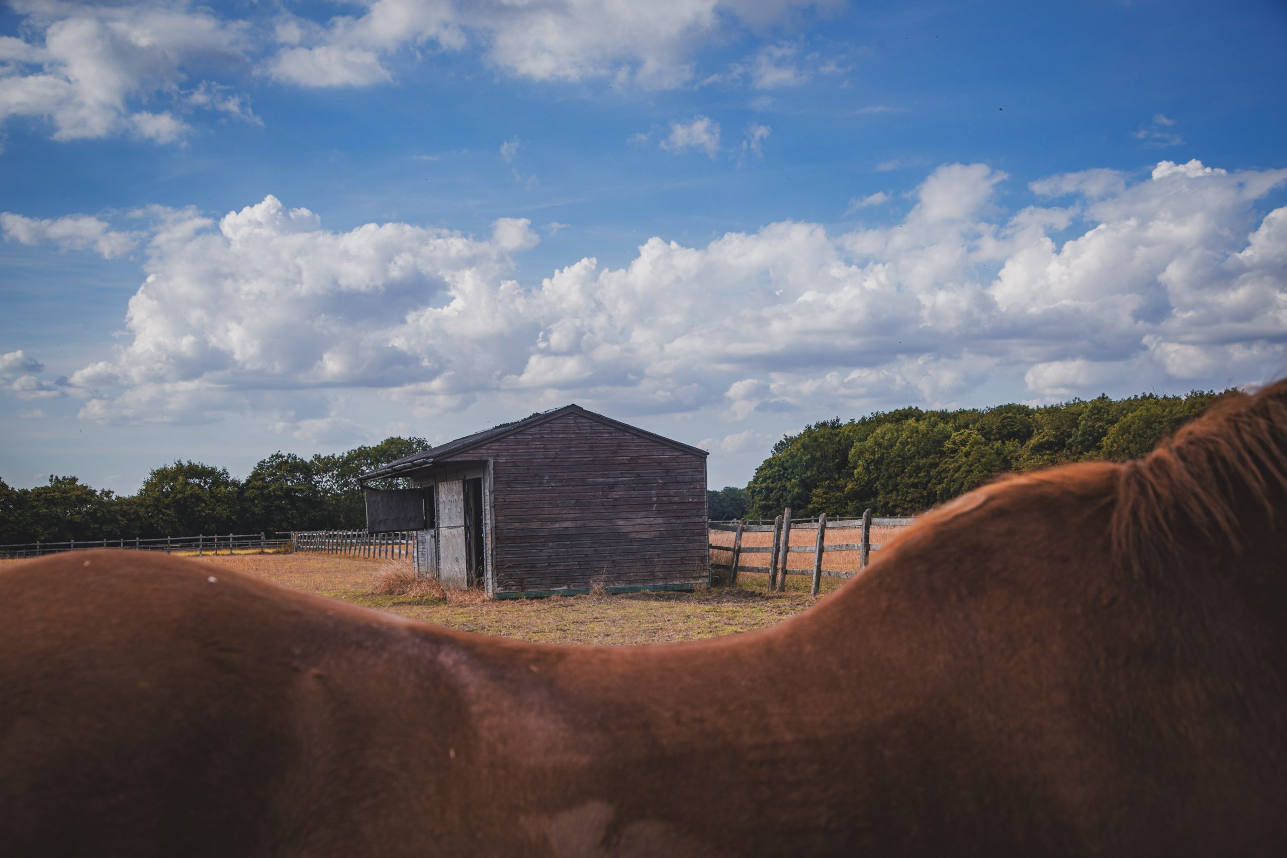 back-of-a-horse