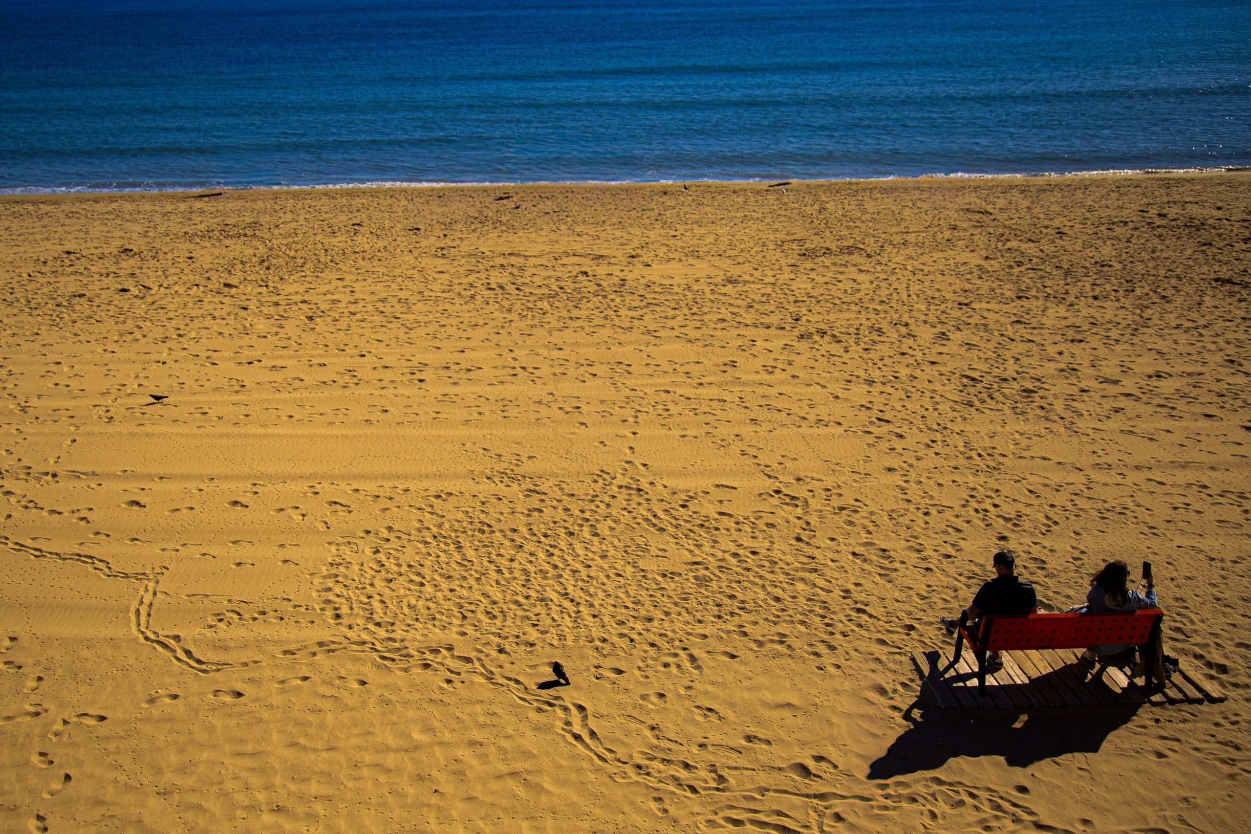 crow-on-beach