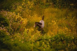 horse-in-a-field-of-flowers