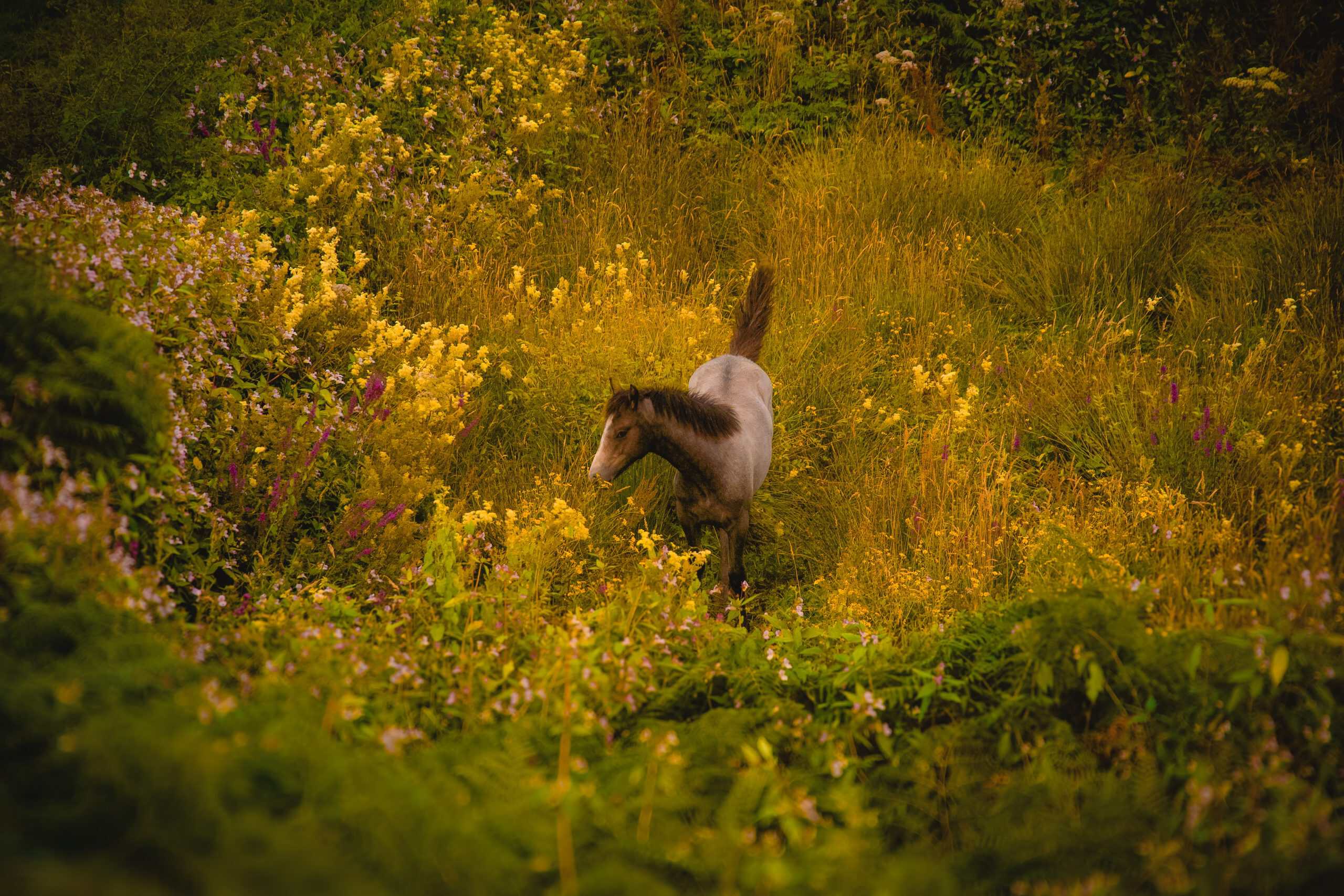 horse-in-a-field-of-flowers